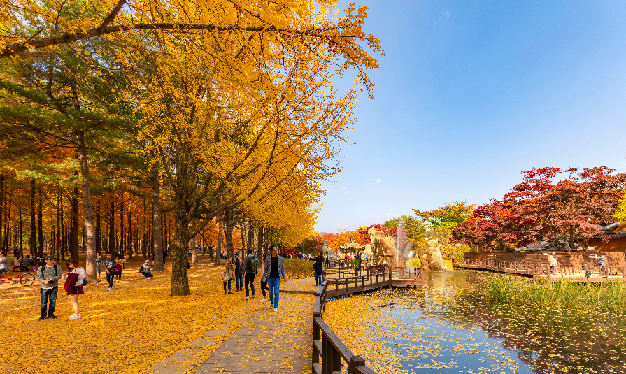 Autumn of Nami island in the morning South Korea 