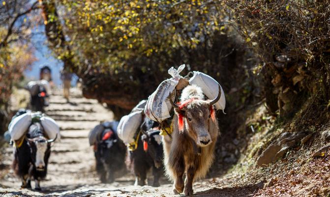 Trekking in Nepal 