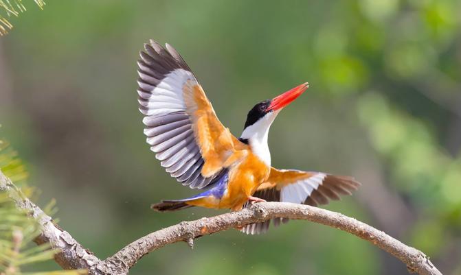 Bird Watching in India 