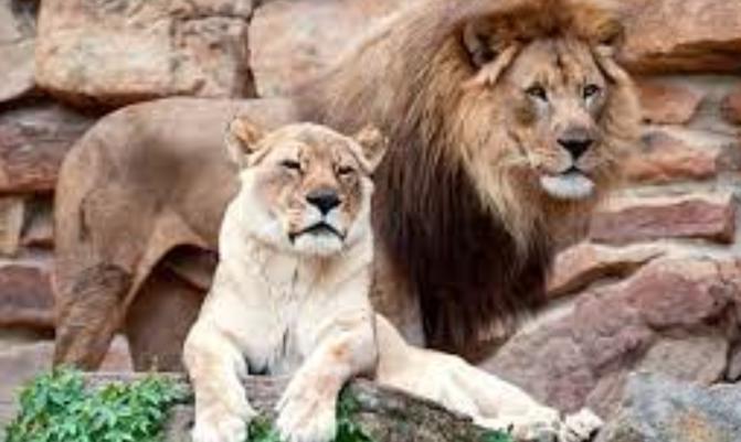 Panthera leo -Fort Worth Zoo, Texas, USA